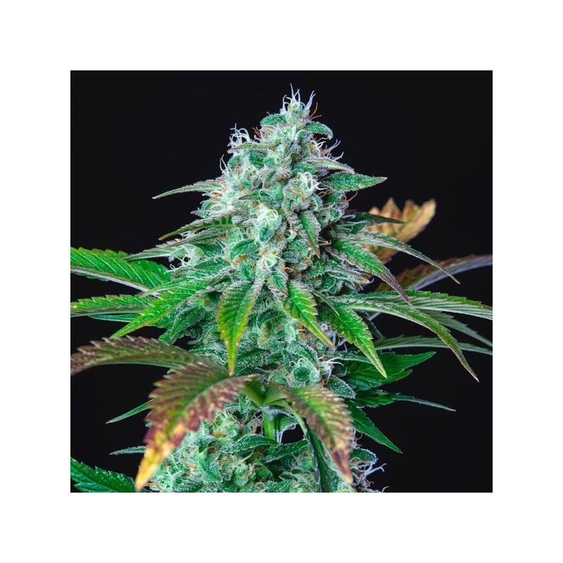 HulkBerry semi cannabis Royal Queen Seeds
