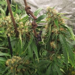 HulkBerry semi cannabis Royal Queen Seeds