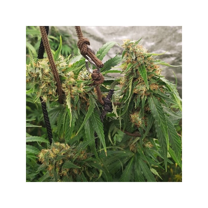 HulkBerry semi cannabis Royal Queen Seeds