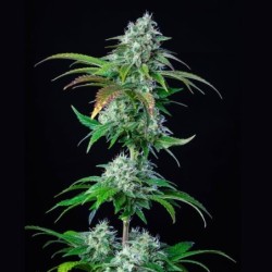 HulkBerry semi cannabis Royal Queen Seeds