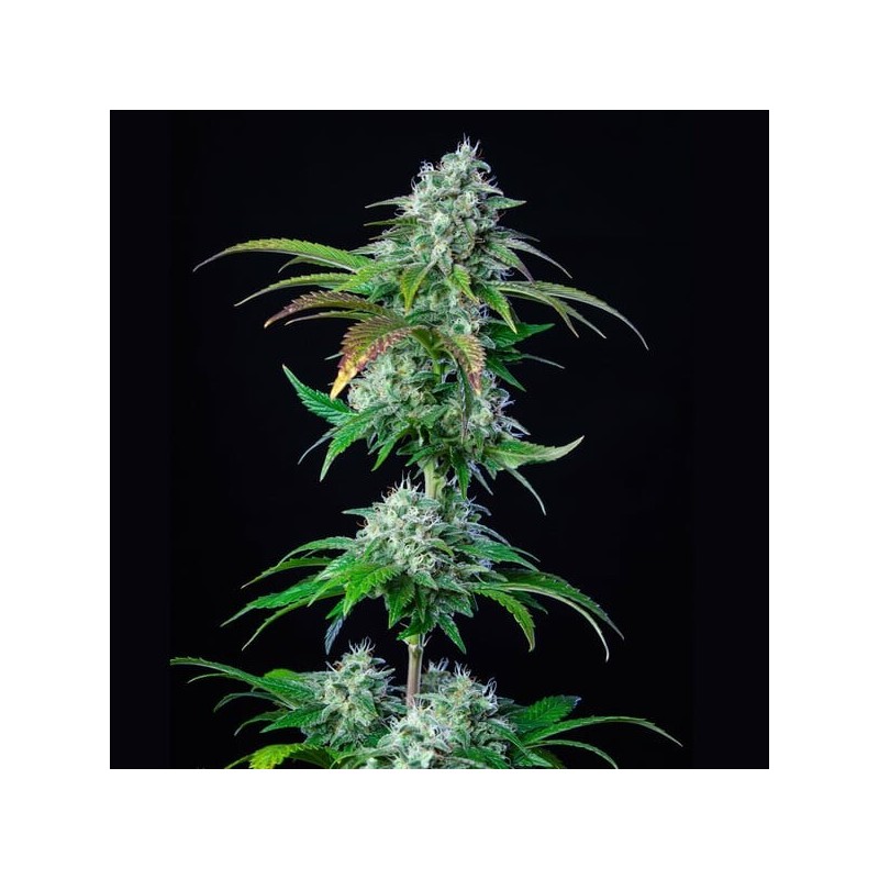 HulkBerry semi cannabis Royal Queen Seeds