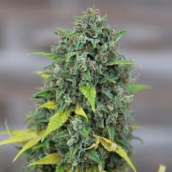 HulkBerry semi cannabis Royal Queen Seeds