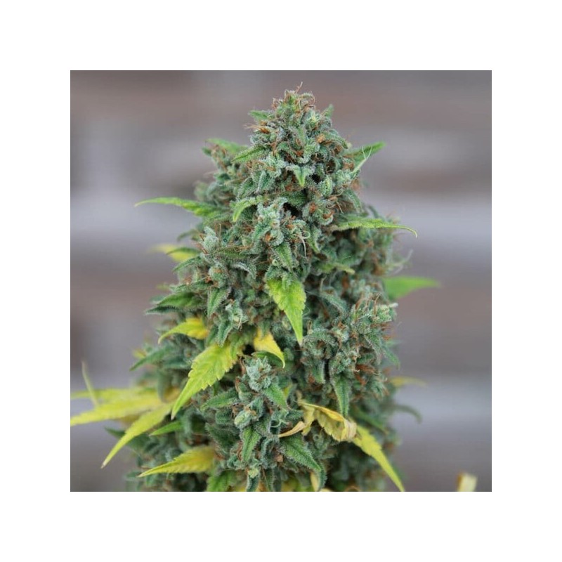 HulkBerry semi cannabis Royal Queen Seeds
