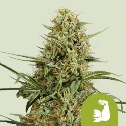 HulkBerry Auto semi cannabis Royal Queen Seeds