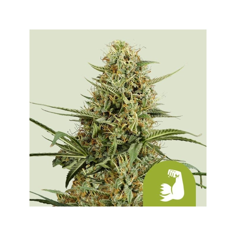HulkBerry Auto semi cannabis Royal Queen Seeds