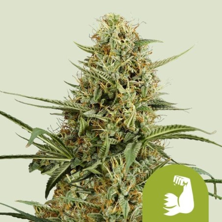 HulkBerry Auto semi cannabis Royal Queen Seeds