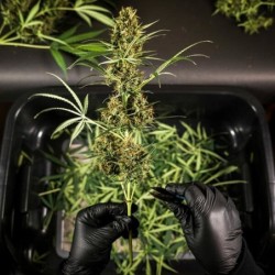HulkBerry Auto semi cannabis Royal Queen Seeds
