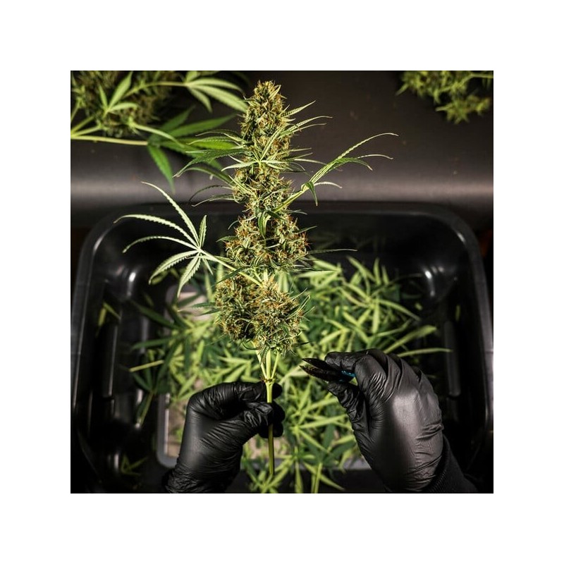 HulkBerry Auto semi cannabis Royal Queen Seeds
