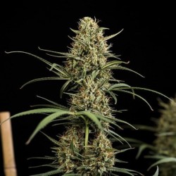 HulkBerry Auto semi cannabis Royal Queen Seeds