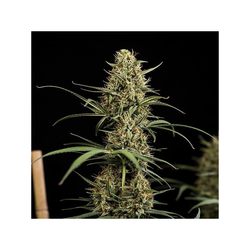 HulkBerry Auto semi cannabis Royal Queen Seeds