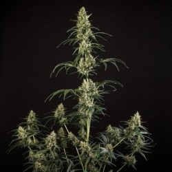 HulkBerry Auto semi cannabis Royal Queen Seeds