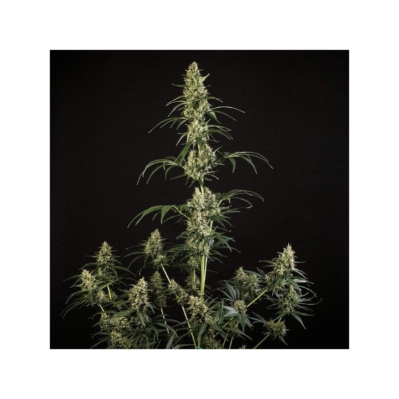 HulkBerry Auto semi cannabis Royal Queen Seeds