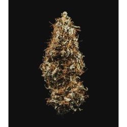 HulkBerry Auto semi cannabis Royal Queen Seeds