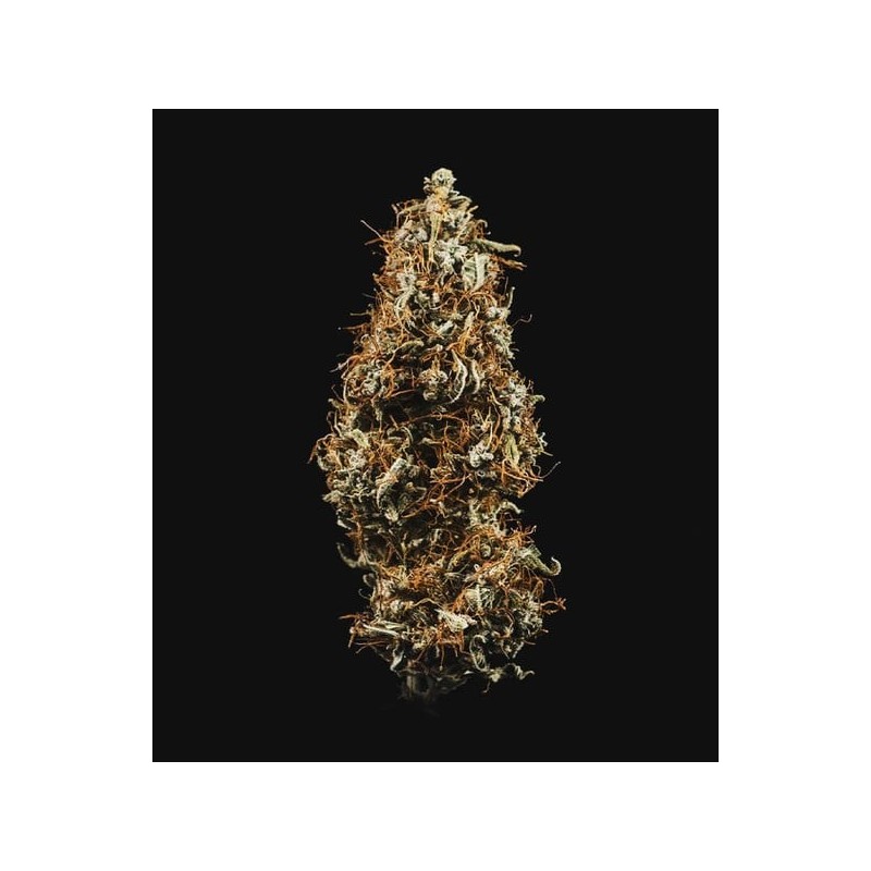 HulkBerry Auto semi cannabis Royal Queen Seeds