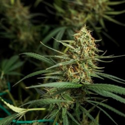 HulkBerry Auto semi cannabis Royal Queen Seeds