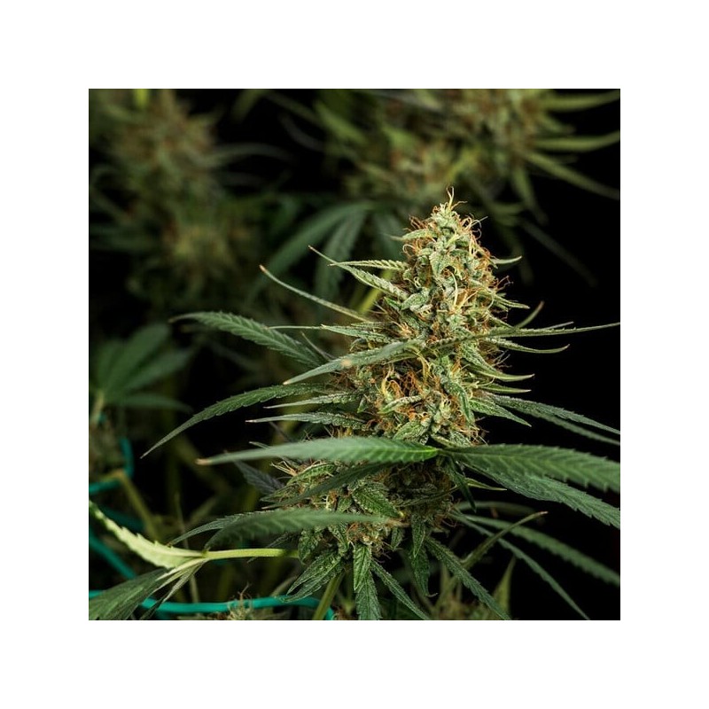 HulkBerry Auto semi cannabis Royal Queen Seeds