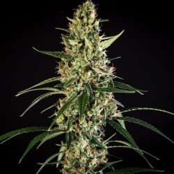 HulkBerry Auto semi cannabis Royal Queen Seeds