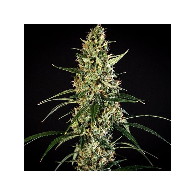 HulkBerry Auto semi cannabis Royal Queen Seeds