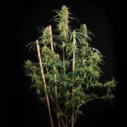 HulkBerry Auto semi cannabis Royal Queen Seeds