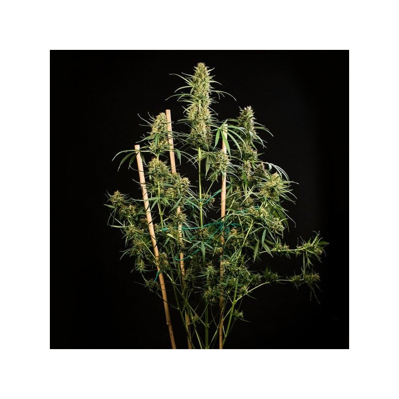 HulkBerry Auto semi cannabis Royal Queen Seeds