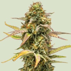 Hyperion F1 Auto semi cannabis Royal Queen Seeds