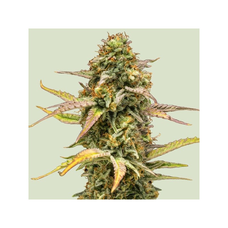 Hyperion F1 Auto semi cannabis Royal Queen Seeds