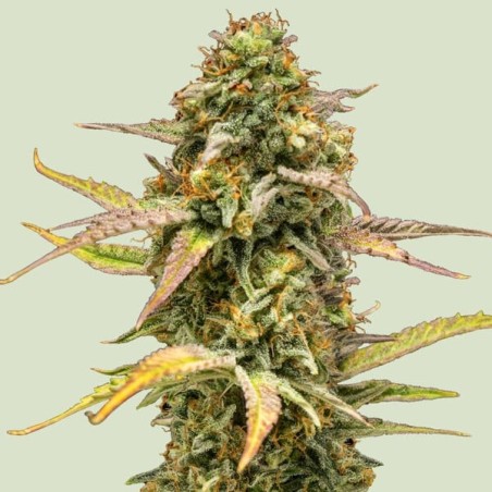 Hyperion F1 Auto semi cannabis Royal Queen Seeds