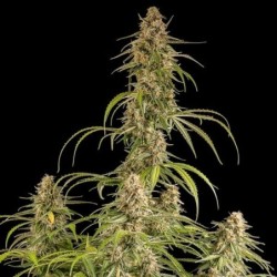 Hyperion F1 Auto semi cannabis Royal Queen Seeds