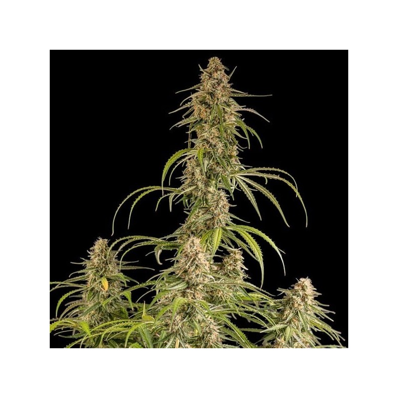 Hyperion F1 Auto semi cannabis Royal Queen Seeds