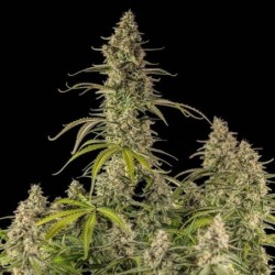 Hyperion F1 Auto semi cannabis Royal Queen Seeds