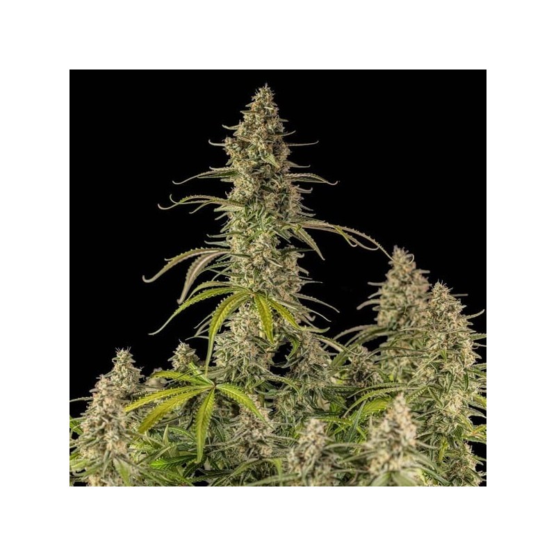 Hyperion F1 Auto semi cannabis Royal Queen Seeds