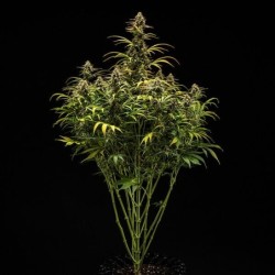 Hyperion F1 Auto semi cannabis Royal Queen Seeds