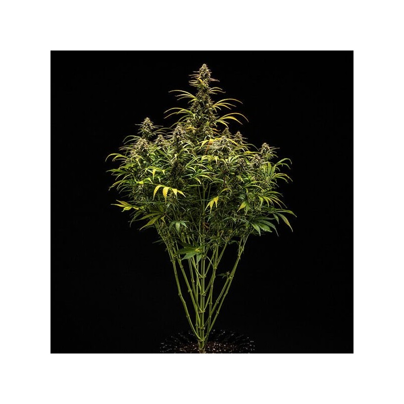Hyperion F1 Auto semi cannabis Royal Queen Seeds
