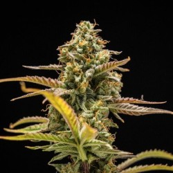 Hyperion F1 Auto semi cannabis Royal Queen Seeds