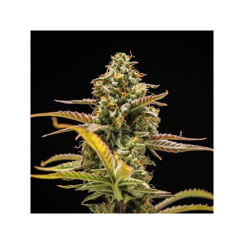 Hyperion F1 Auto semi cannabis Royal Queen Seeds