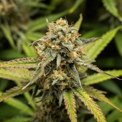 Hyperion F1 Auto semi cannabis Royal Queen Seeds