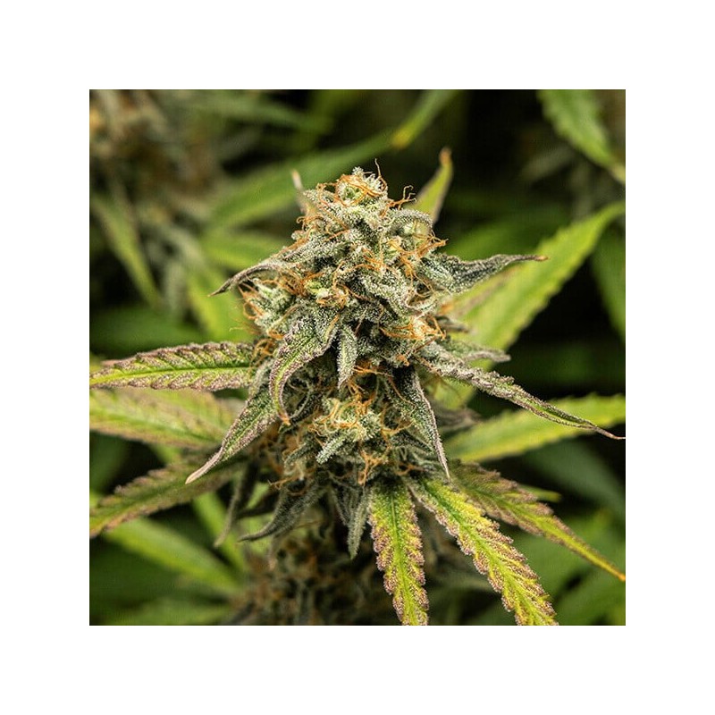 Hyperion F1 Auto semi cannabis Royal Queen Seeds