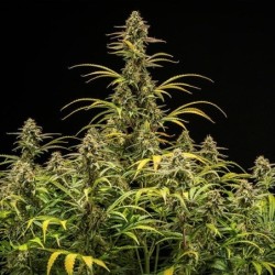 Hyperion F1 Auto semi cannabis Royal Queen Seeds