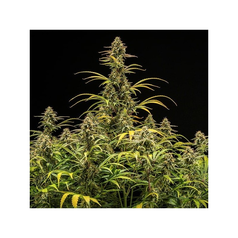 Hyperion F1 Auto semi cannabis Royal Queen Seeds