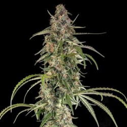 Hyperion F1 Auto semi cannabis Royal Queen Seeds