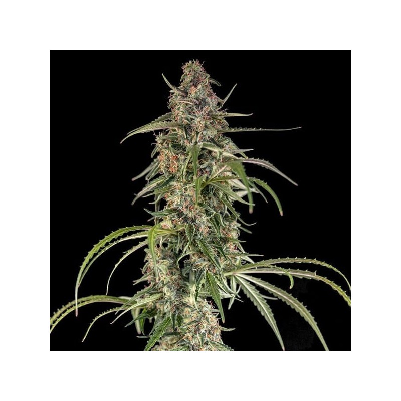 Hyperion F1 Auto semi cannabis Royal Queen Seeds