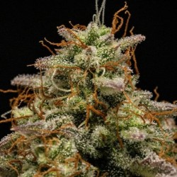 Hyperion F1 Auto semi cannabis Royal Queen Seeds