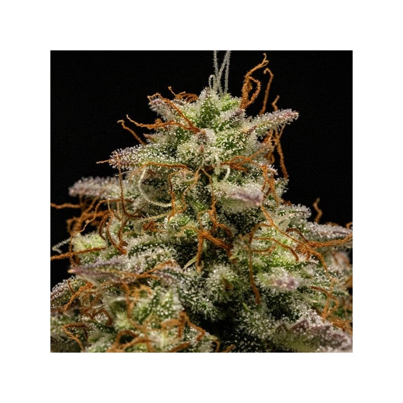 Hyperion F1 Auto semi cannabis Royal Queen Seeds