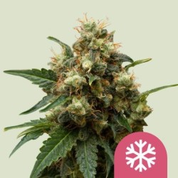 Ice semi cannabis Royal Queen Seeds