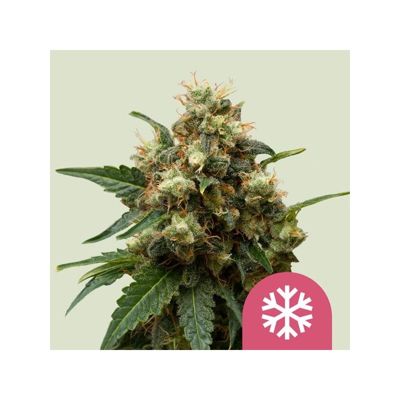 Ice semi cannabis Royal Queen Seeds