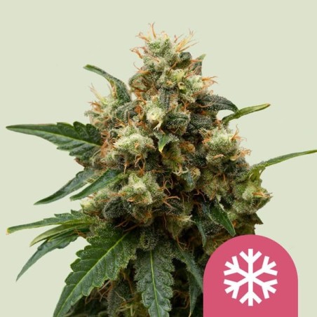 Ice semi cannabis Royal Queen Seeds