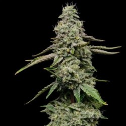 Ice semi cannabis Royal Queen Seeds