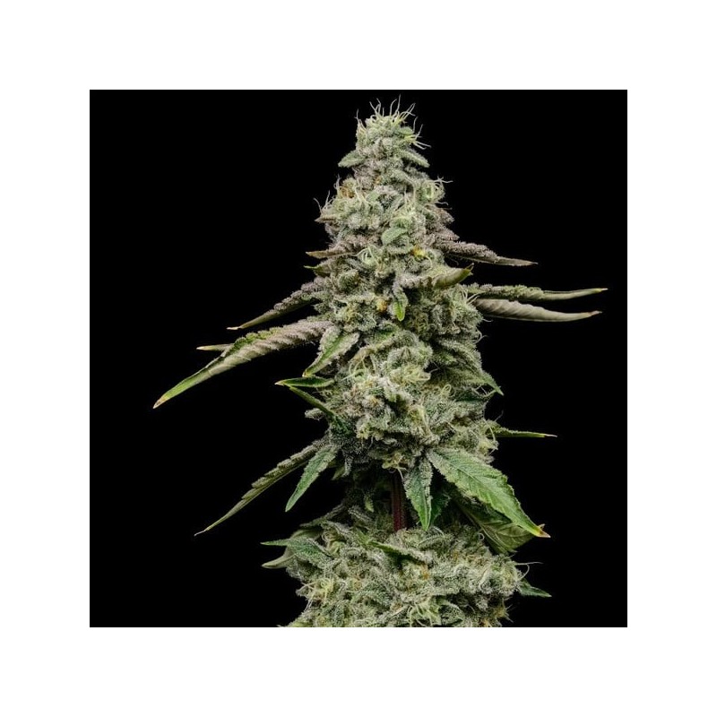 Ice semi cannabis Royal Queen Seeds