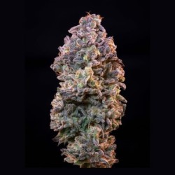 Ice semi cannabis Royal Queen Seeds