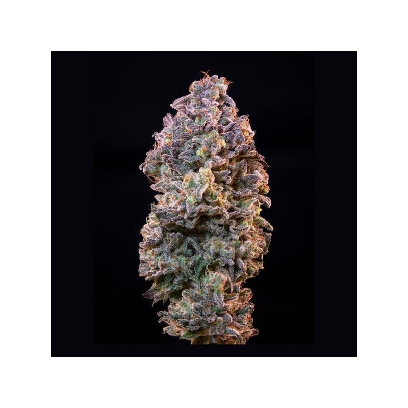 Ice semi cannabis Royal Queen Seeds
